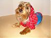 YorkieTalk Halloween 2007 Contest - SUBMIT ENTRIES!-spidey2.jpg