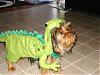 YorkieTalk Halloween 2007 Contest - SUBMIT ENTRIES!-dinosaur.jpg