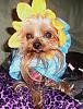 YorkieTalk Halloween 2007 Contest - SUBMIT ENTRIES!-halloweencostumesfurkids2007-040.jpg