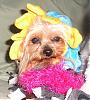 YorkieTalk Halloween 2007 Contest - SUBMIT ENTRIES!-halloweencostumesfurkids2007-052.jpg