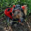 YorkieTalk Halloween 2007 Contest - SUBMIT ENTRIES!-oct-139_kylee.jpg