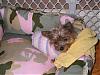 Sweater for Small Yorkie-img_1215.jpg