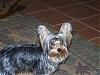 Our Yorkie was stolen from our yard-baby1.jpg
