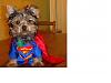 YorkieTalk Halloween 2007 Contest - SUBMIT ENTRIES!-superdog.jpg