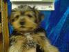 need help!!!!!!yorkie!-12.jpg