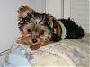 Sweater for Small Yorkie-dexsock1.jpg