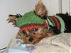 Sweater for Small Yorkie-dexsock3.jpg