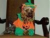 YorkieTalk Halloween 2007 Contest - SUBMIT ENTRIES!-pumpkinjd-1024-x-768-.jpg