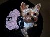 YorkieTalk Halloween 2007 Contest - SUBMIT ENTRIES!-100_2375.jpg.jpg