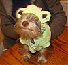 YorkieTalk Halloween 2007 Contest - SUBMIT ENTRIES!-kielefrog.jpg