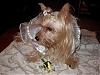 YorkieTalk Halloween 2007 Contest - SUBMIT ENTRIES!-trinity-halloween-contest.jpg