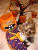 YorkieTalk Halloween 2007 Contest - SUBMIT ENTRIES!-dsc09143.jpg