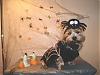 YorkieTalk Halloween 2007 Contest - SUBMIT ENTRIES!-lucky-spider-dog.jpg