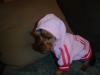 Coco in petedge clothes...-august21-026-300-x-225-.jpg