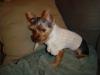 Coco in petedge clothes...-august21-028-300-x-225-.jpg
