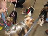 Pet Expo today-expo5.jpg