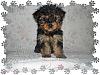 NEW YORKIE..Meets our yorkie, interaction problems! any advice!?!?-yorkie2.jpg