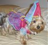 YorkieTalk Halloween 2007 Contest - SUBMIT ENTRIES!-koda-halloween.jpg