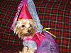 YorkieTalk Halloween 2007 Contest - SUBMIT ENTRIES!-princess-shelby-rose1.jpg