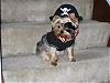 YorkieTalk Halloween 2007 Contest - SUBMIT ENTRIES!-toby-blue-beard1.jpg