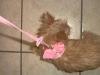 Pictures of Mercedes in her new Harness-harness1-600-x-450-.jpg