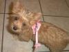 Pictures of Mercedes in her new Harness-harness2-600-x-450-.jpg