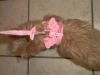 Pictures of Mercedes in her new Harness-harness3-600-x-450-.jpg