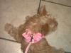 Pictures of Mercedes in her new Harness-harness4-600-x-450-.jpg