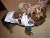 YorkieTalk Halloween 2007 Contest - SUBMIT ENTRIES!-rehalloween_02.jpg