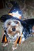 YorkieTalk Halloween 2007 Contest - SUBMIT ENTRIES!-halloweenpc1.jpg