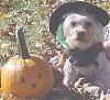 YorkieTalk Halloween 2007 Contest - SUBMIT ENTRIES!-tillythewitch07.jpg