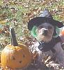 YorkieTalk Halloween 2007 Contest - SUBMIT ENTRIES!-tillywitch3.jpg