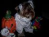 YorkieTalk Halloween 2007 Contest - SUBMIT ENTRIES!-mrbiggsmummy2.jpg