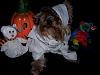 YorkieTalk Halloween 2007 Contest - SUBMIT ENTRIES!-mrbiggsmummy3.jpg