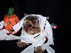 YorkieTalk Halloween 2007 Contest - SUBMIT ENTRIES!-mrbiggsmummy4.jpg