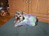 YorkieTalk Halloween 2007 Contest - SUBMIT ENTRIES!-tinkerbellyt3.jpg