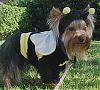 YorkieTalk Halloween 2007 Contest - SUBMIT ENTRIES!-buzzzzzz.....jpg