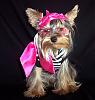 YorkieTalk Halloween 2007 Contest - SUBMIT ENTRIES!-dixie-diva.jpg