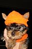 Yorkie Talk Newbie-dsc05673.jpg