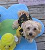 YorkieTalk Halloween 2007 Contest - SUBMIT ENTRIES!-img_1386-3-cteddy.jpg