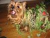 YorkieTalk Halloween 2007 Contest - SUBMIT ENTRIES!-swampthing.jpg