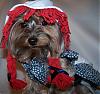 YorkieTalk Halloween 2007 Contest - SUBMIT ENTRIES!-33-516-x-483-.jpg