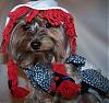 YorkieTalk Halloween 2007 Contest - SUBMIT ENTRIES!-33-516-x-483-.jpg