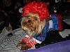 YorkieTalk Halloween 2007 Contest - SUBMIT ENTRIES!-2.jpg