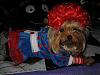 YorkieTalk Halloween 2007 Contest - SUBMIT ENTRIES!-3.jpg