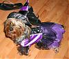 YorkieTalk Halloween 2007 Contest - SUBMIT ENTRIES!-keelyhalloween.jpg