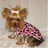 YorkieTalk Halloween 2007 Contest - SUBMIT ENTRIES!-pebbles-2.jpg