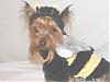 YorkieTalk Halloween 2007 Contest - SUBMIT ENTRIES!-dscf6689s.jpg