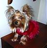 YorkieTalk Halloween 2007 Contest - SUBMIT ENTRIES!-pippin-ballerina.jpg