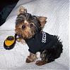 YorkieTalk Halloween 2007 Contest - SUBMIT ENTRIES!-bella-security-2-compressed.jpg